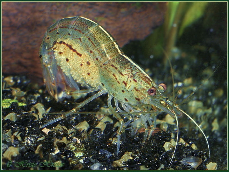     (Caridina japonica)